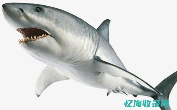 播放巴齿巨人的照片