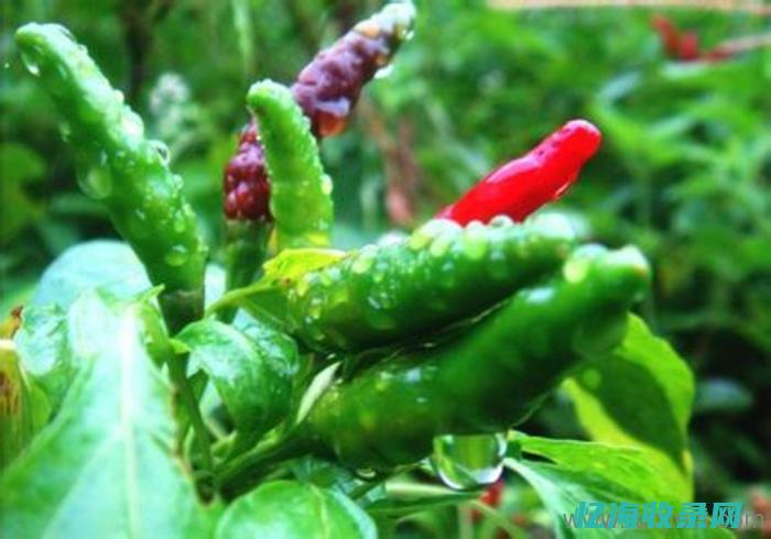 樟树港辣椒产地在哪里