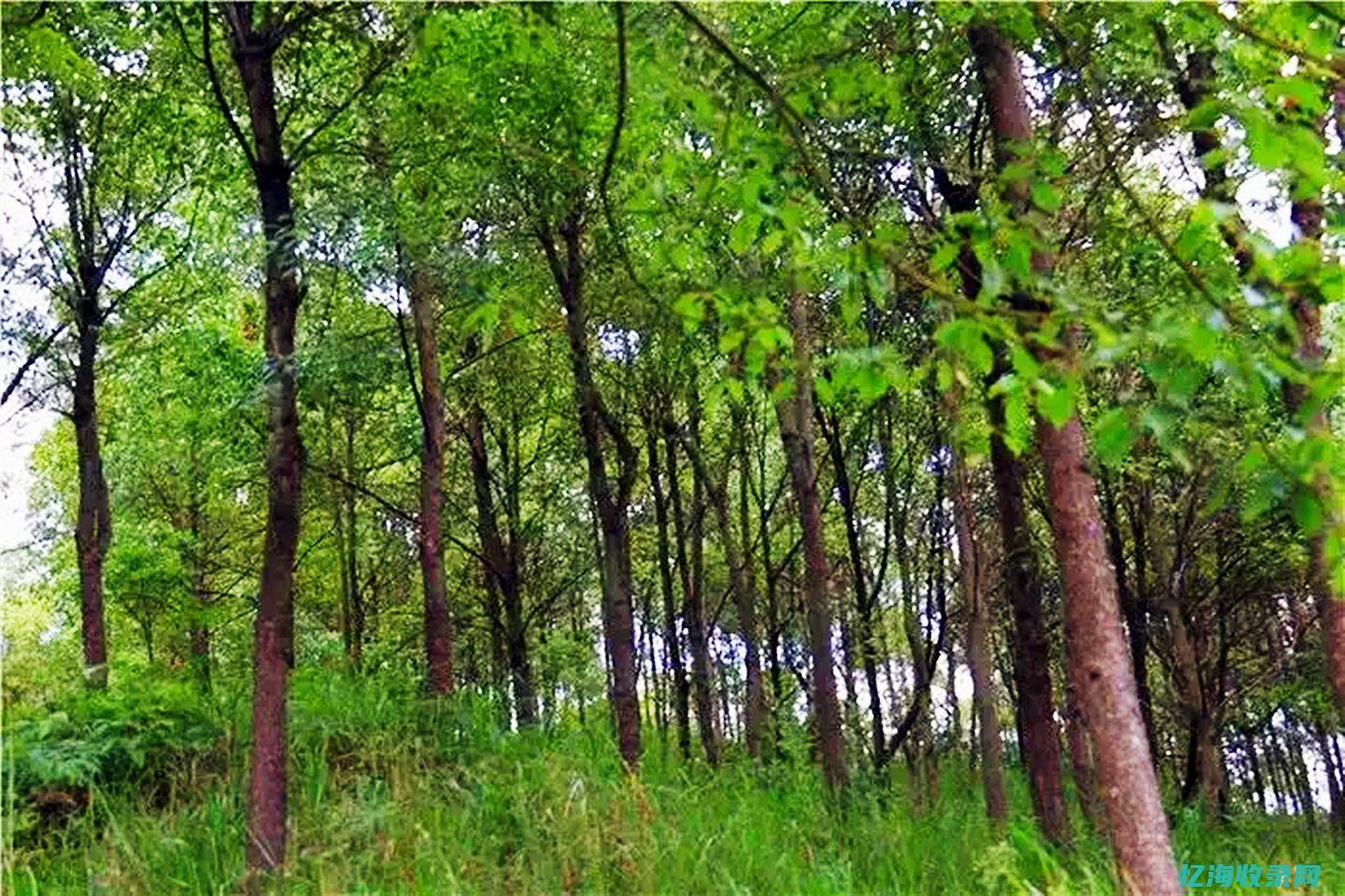 樟树SEO (樟树港辣椒)