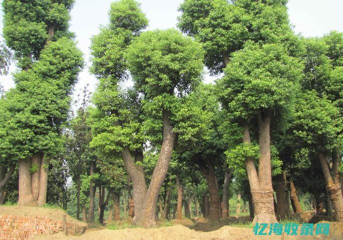 樟树天气 (樟树天气预报)