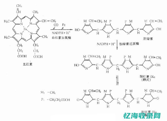 结合胆红素 (结合胆红素偏高是什么原因)