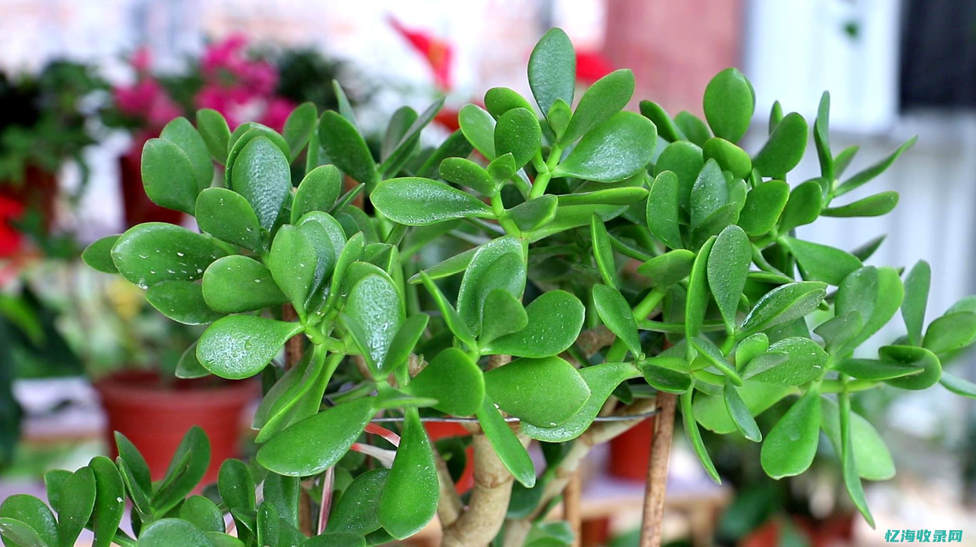 玉树SEO (玉树森成行什么意思)