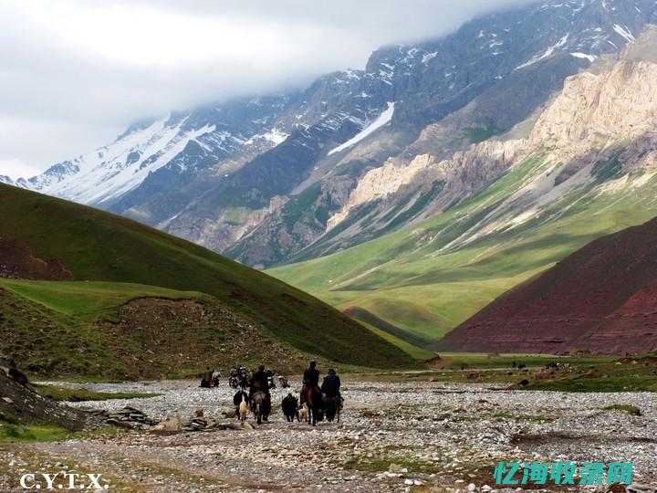 玉树森成行什么意思 (玉树成林)