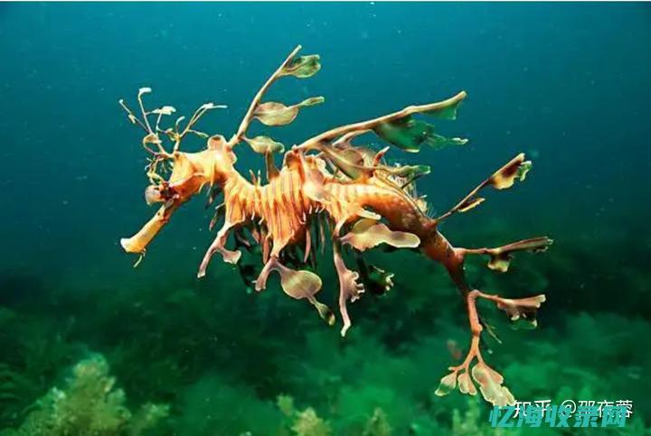 龙海森 (龙海森拉篮是几线品牌)