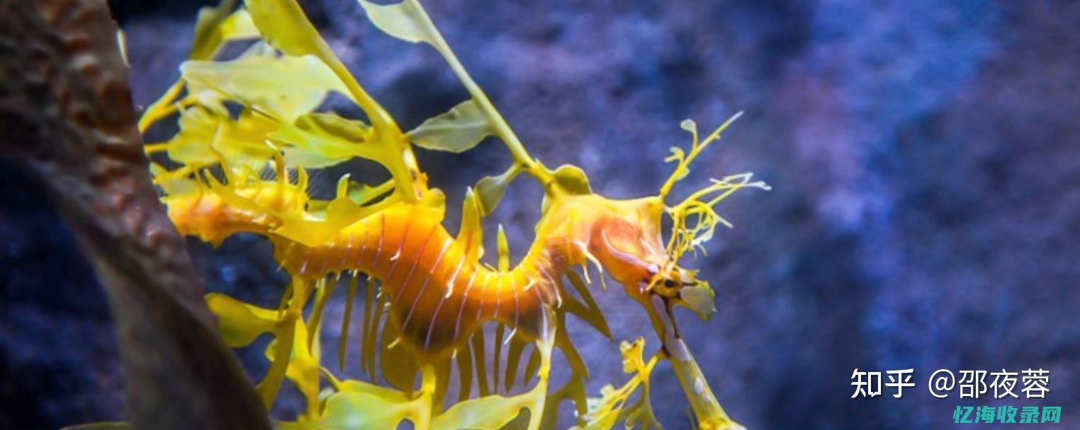 龙海森 (龙海森拉篮质量怎么样)