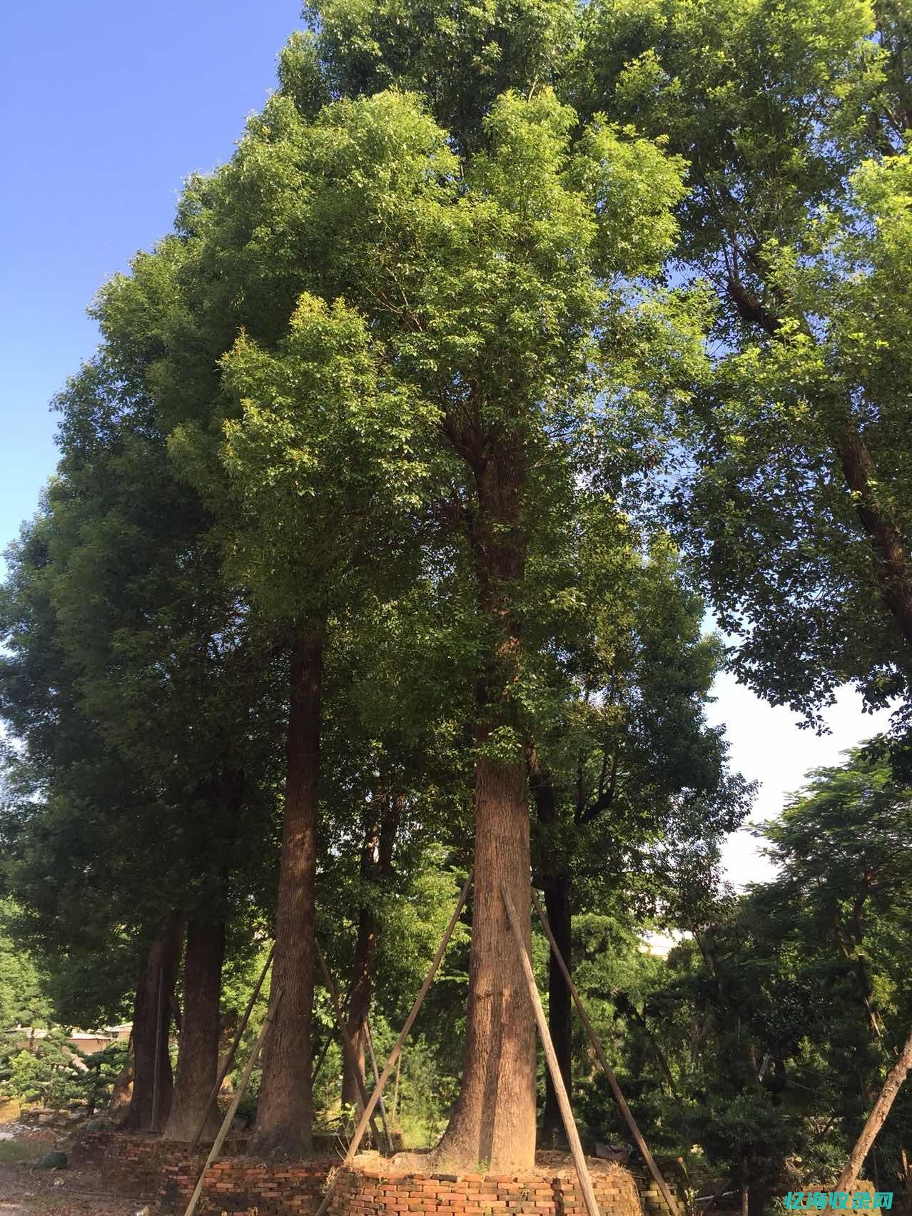 樟树市 (樟树市天气预报)