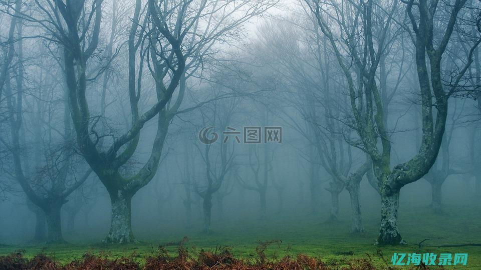 追梦森林 (追梦森林狼)