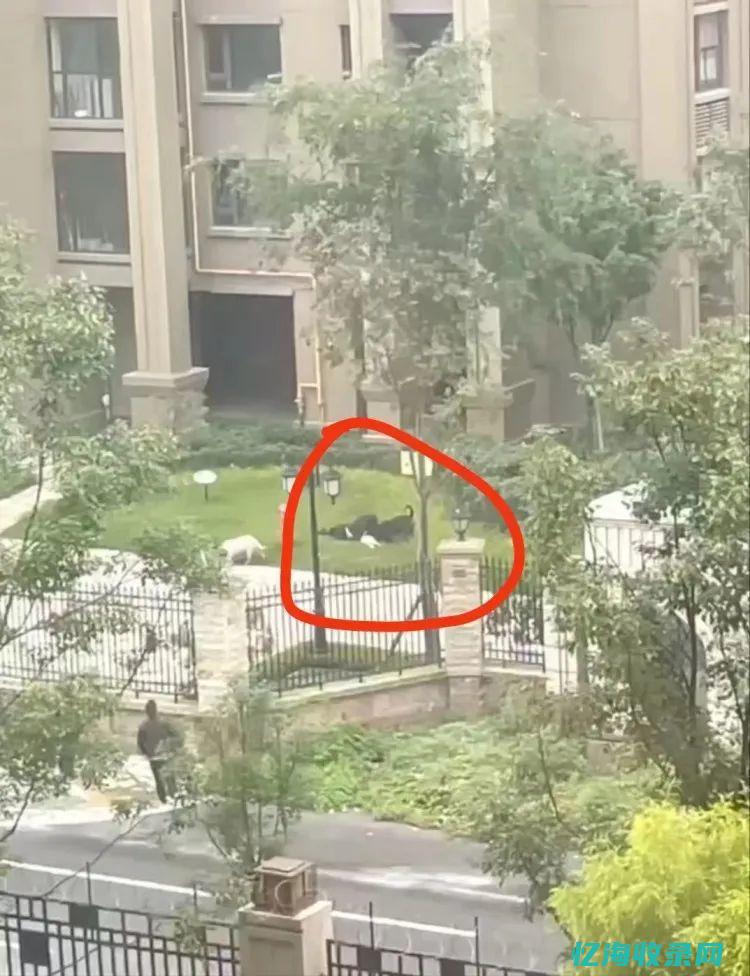 成都黑帽事件后续结果如何 (成都黑帽p)