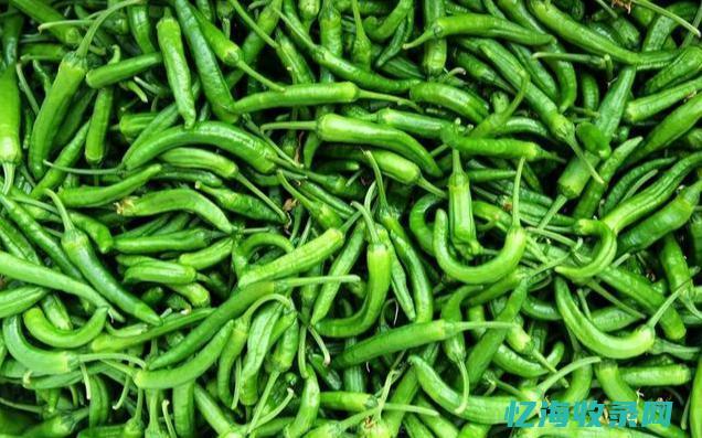 樟树港辣椒炒肉的做法