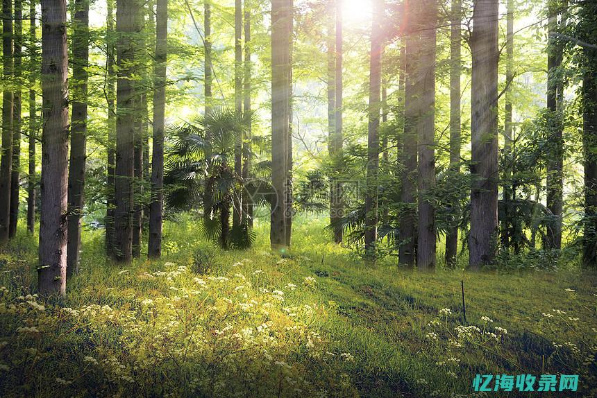 森林有什么好玩的地方