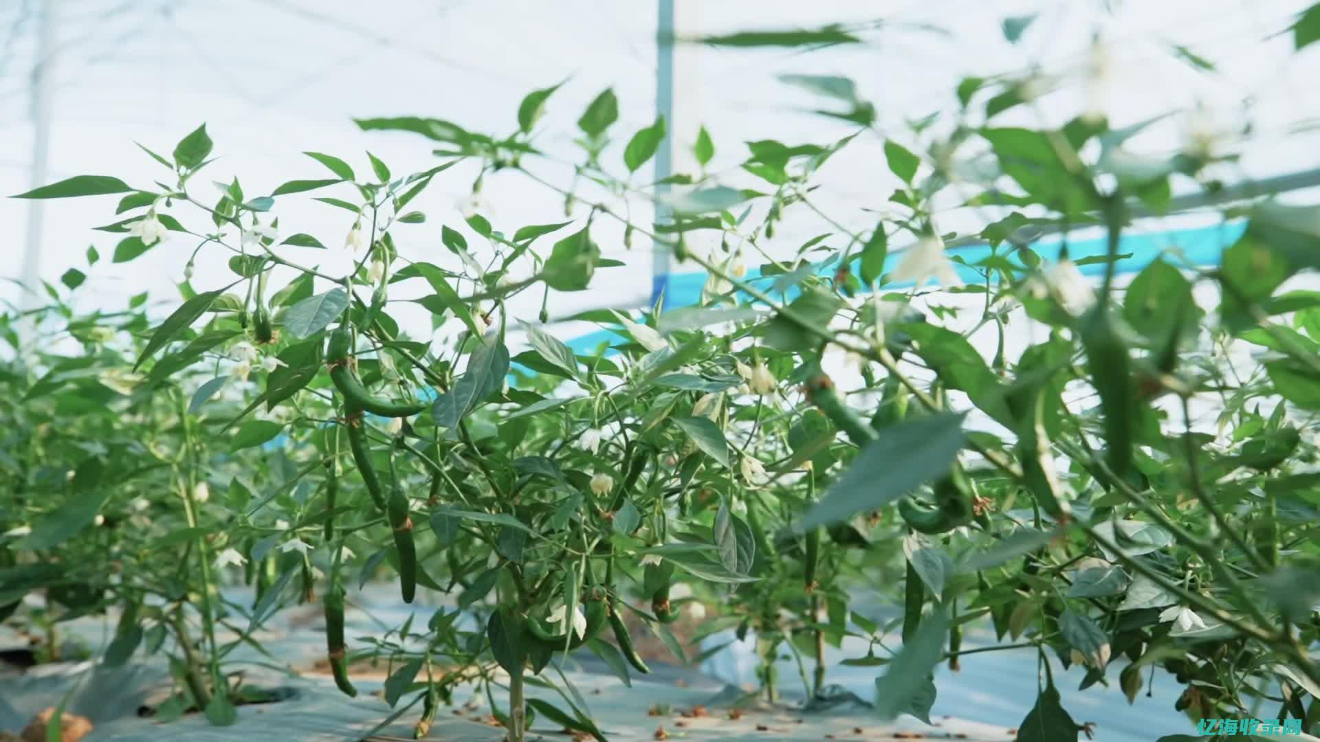 樟树港辣椒 (最贵的辣椒樟树港辣椒)