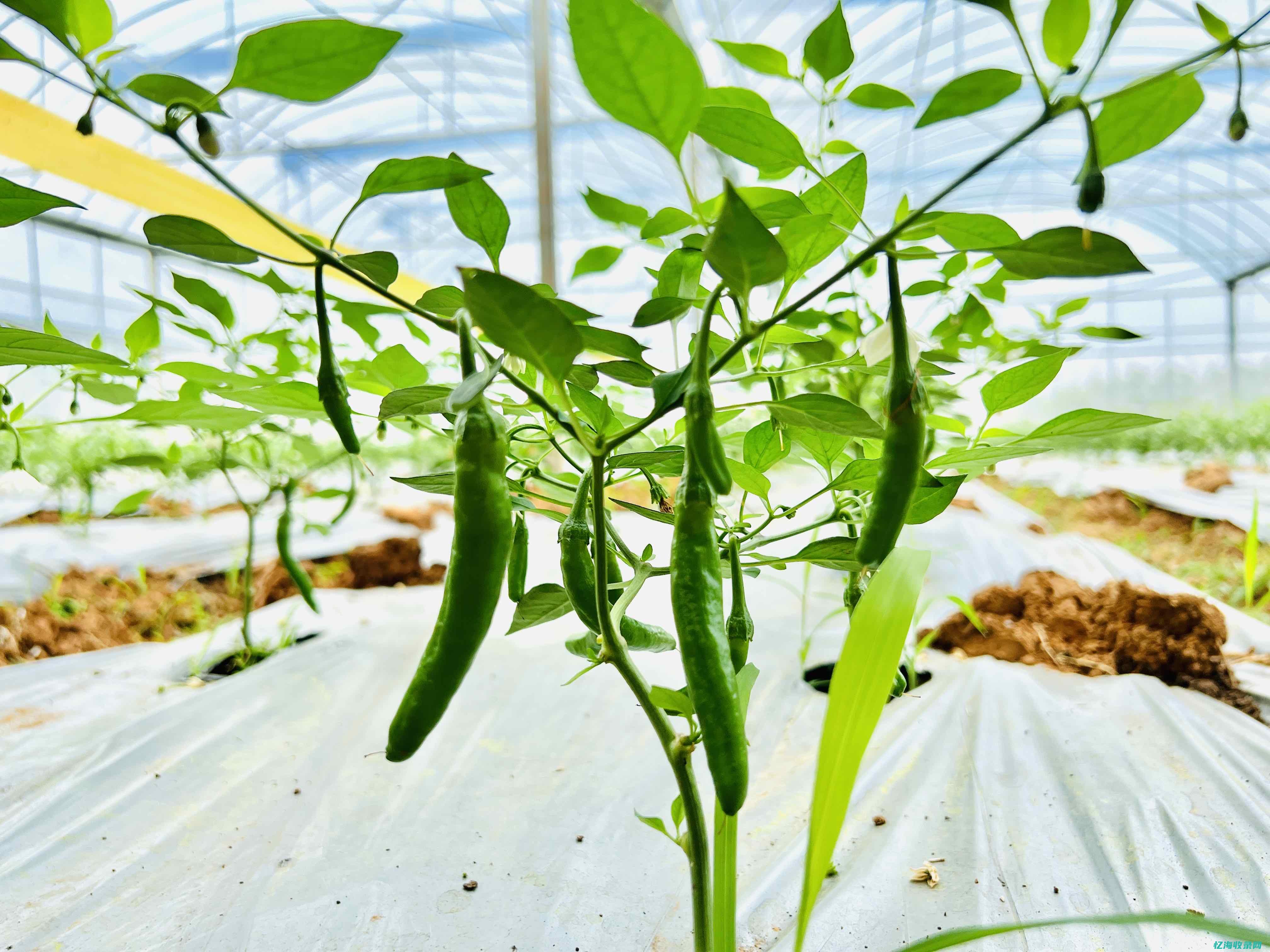 最贵的辣椒樟树港辣椒