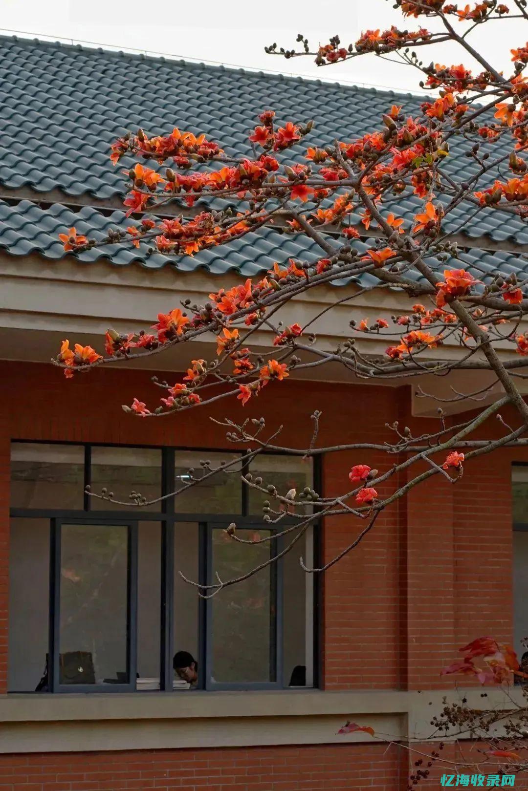 中山seo顾问服务 (中山seo网络营销推广)