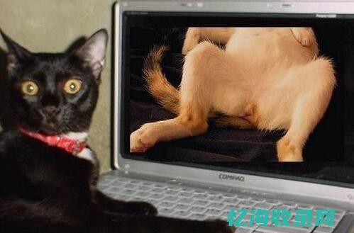 视频网站色黄女孩片