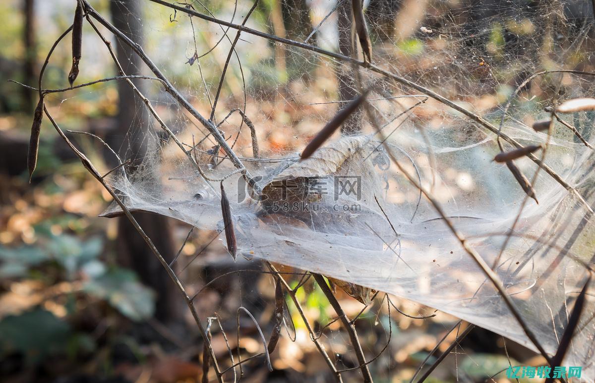 蜘蛛森林 (蜘蛛森林怎么去剥皮森林)