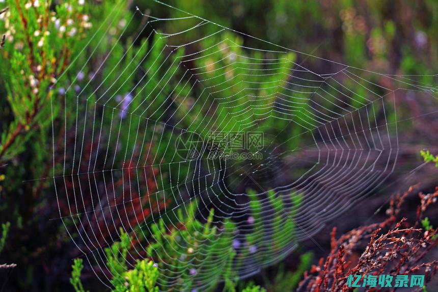 蜘蛛森林怎么去剥皮森林 (蜘蛛森林怎么走)