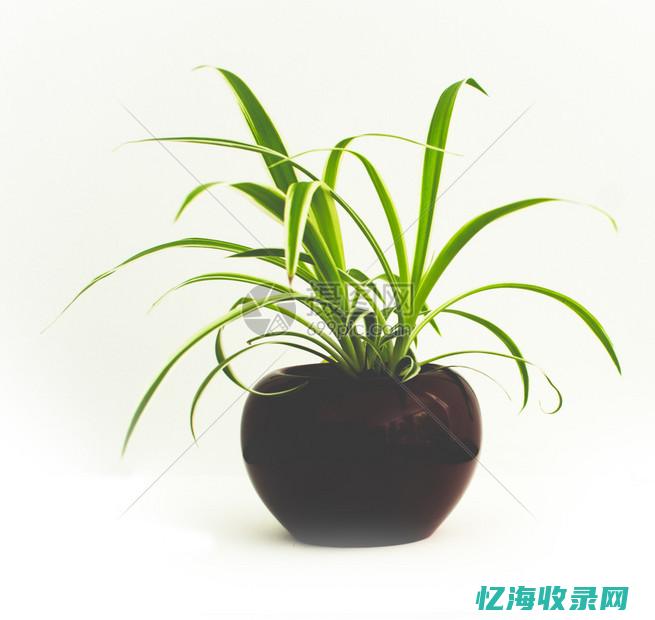 蜘蛛森林怎么去剥皮森林