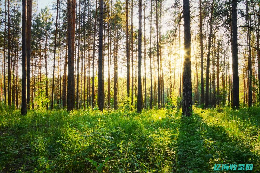2014森林人钥匙电池型号 (2014森林人)
