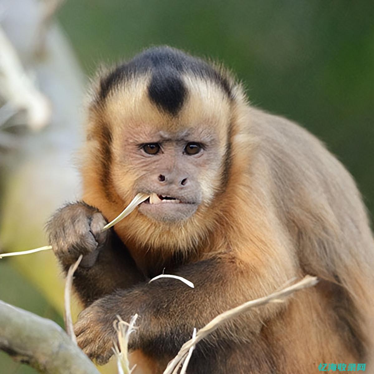 黑帽悬猴公母怎么区分