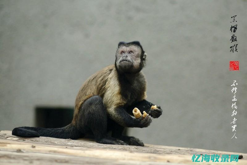 黒帽悬猴 (黑帽悬猴公母怎么区分)