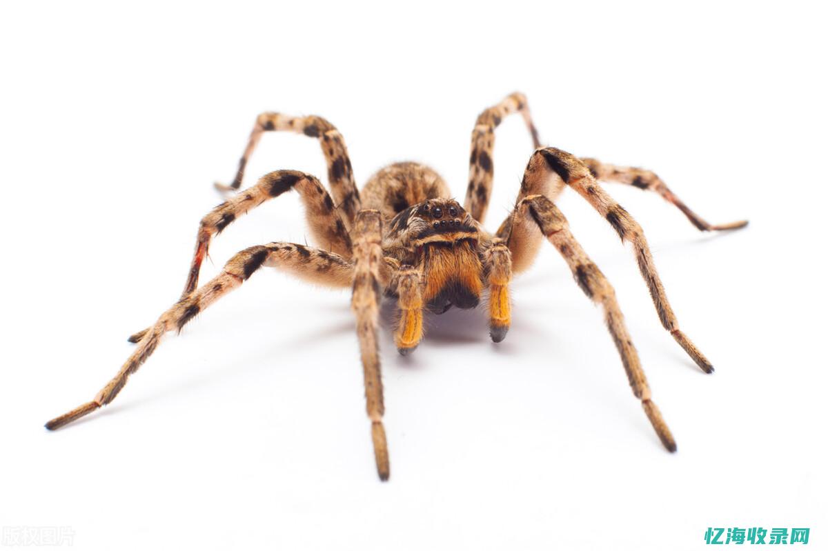 蜘蛛森林怎么去剥皮森林 (森林蜘蛛怪)