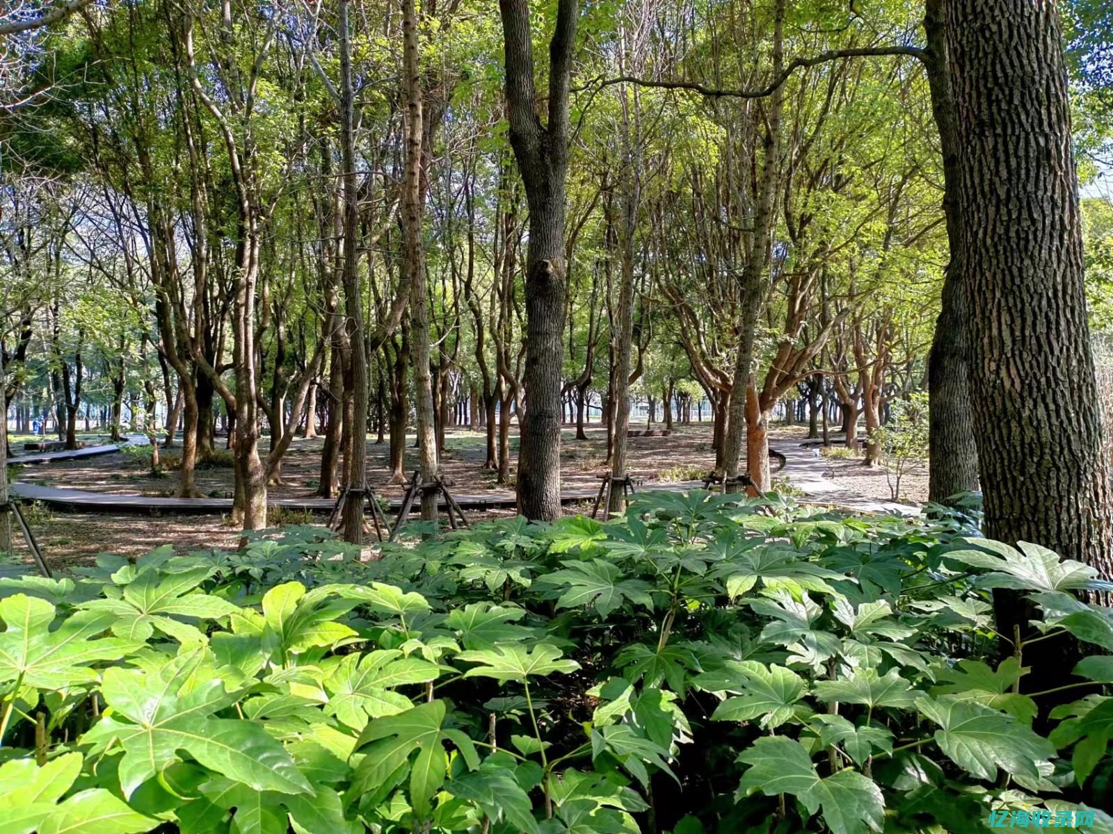 新浪博客森林画册图微博