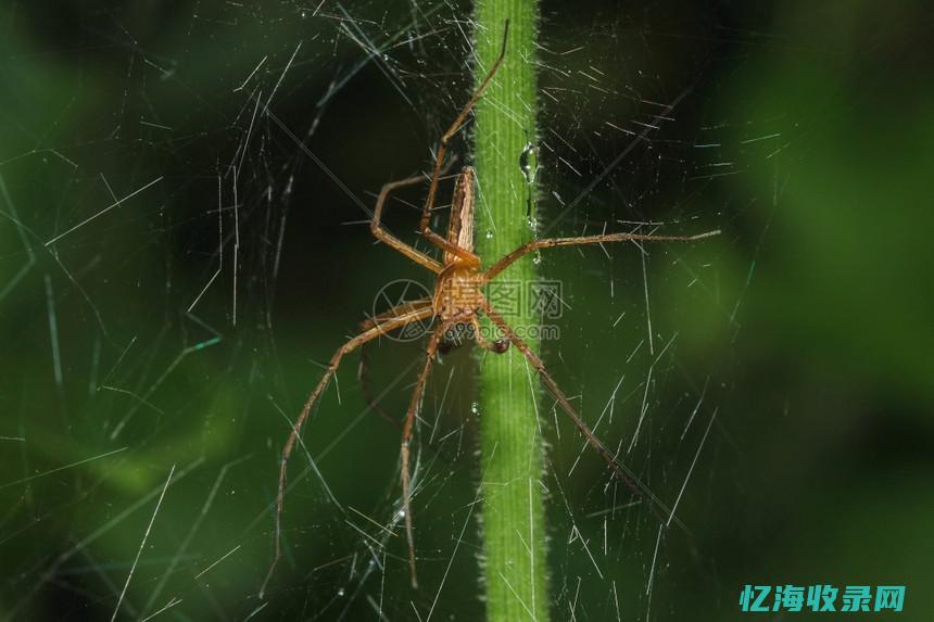 蜘蛛传送点位置图